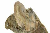 Cretaceous Fossil Ammonite (Sphenodiscus) - South Dakota #189350-2